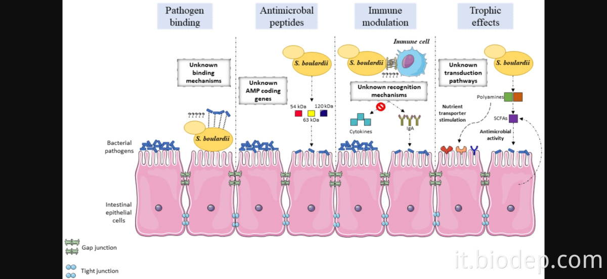 Saccharomyces boulardii6 Saccharomyces boulardii6